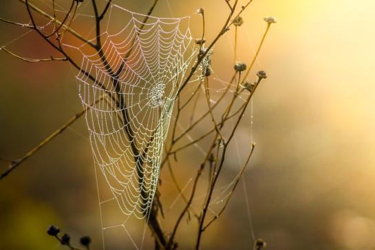 herfst web natuur